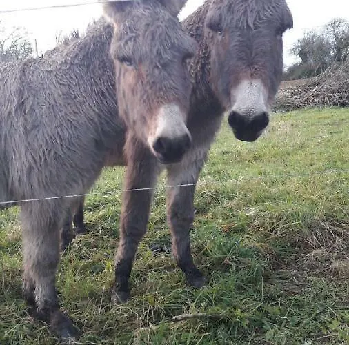 Dom wakacyjny Ballygown *